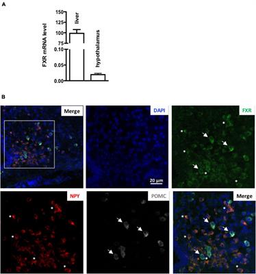 Farnesoid X Receptor Activation in Brain Alters Brown Adipose Tissue Function via the Sympathetic System